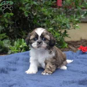 Blueberry, Shih Tzu Puppy